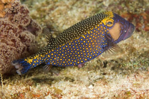 Тіло: як рибу допомогла створити чудовий автомобіль Тіло: як рибу допомогла створити чудовий автомобіль